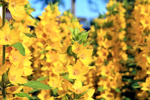 Желтые цветки — стоковое фото