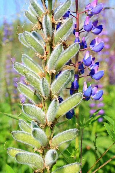 Lupines — 스톡 사진