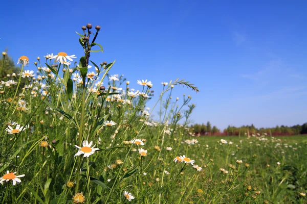 Daisywheels на поле — стоковое фото