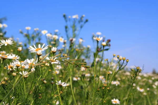 Daisywheels na pole — Zdjęcie stockowe