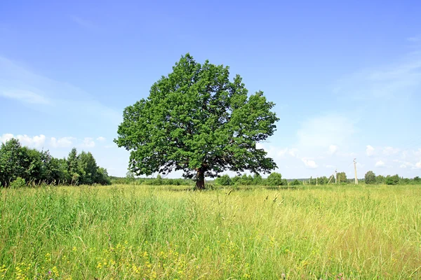 Eiken op veld — Stockfoto