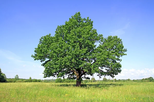 Oak on field — Stock Photo, Image