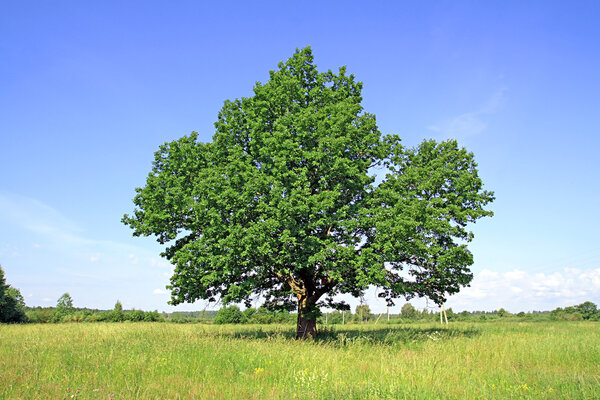 Oak on field