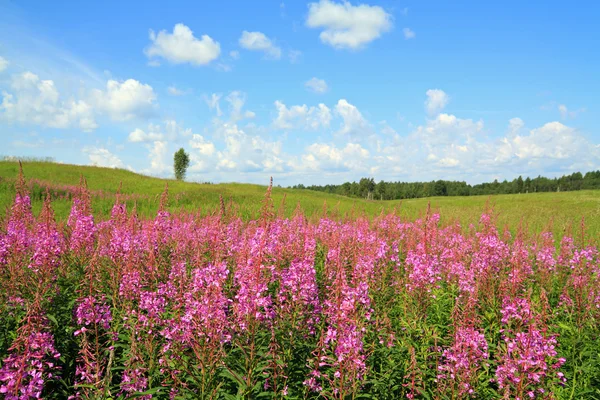 stock image Summer landscape