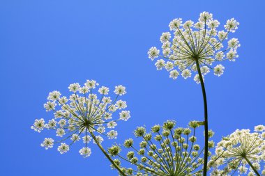 Hogweed clipart