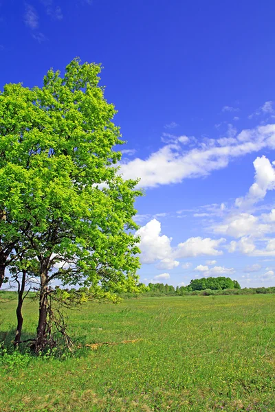 오크 나무 — 스톡 사진