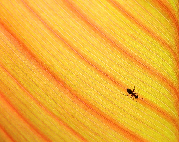 Mrówka na drzewie arkuszy — Zdjęcie stockowe