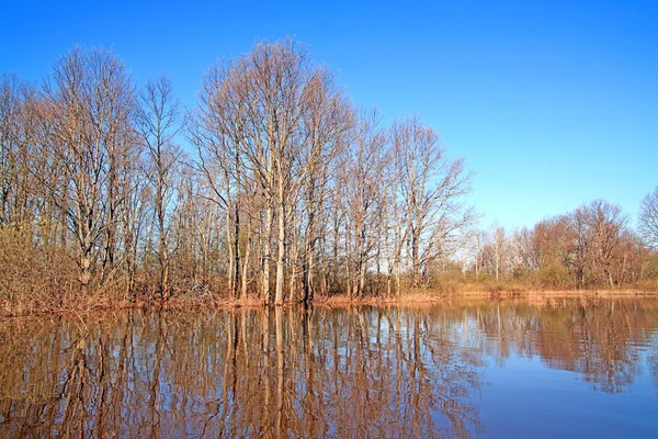 Überschwemmung im Wald — Stockfoto