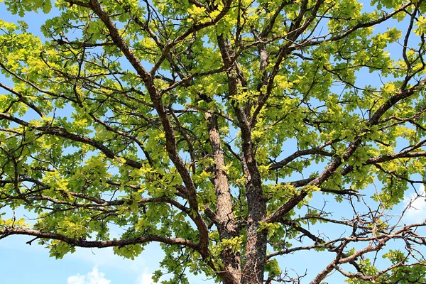 Ветви дуба — стоковое фото