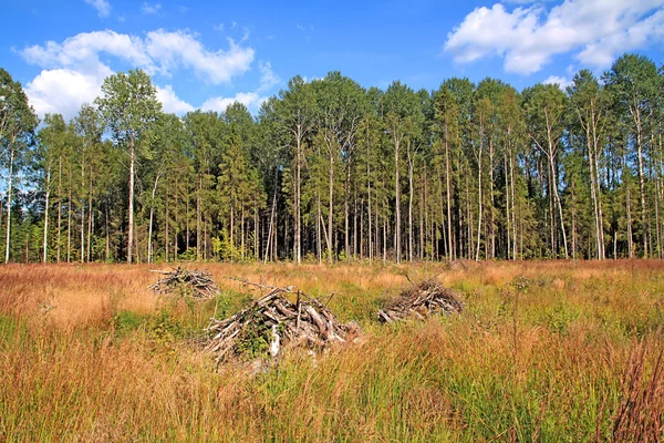 Wald in der Nähe von Feld — Stockfoto