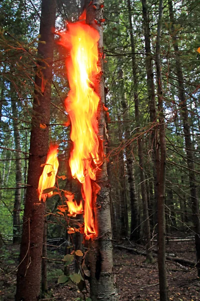 Feuer in Holz — Stockfoto