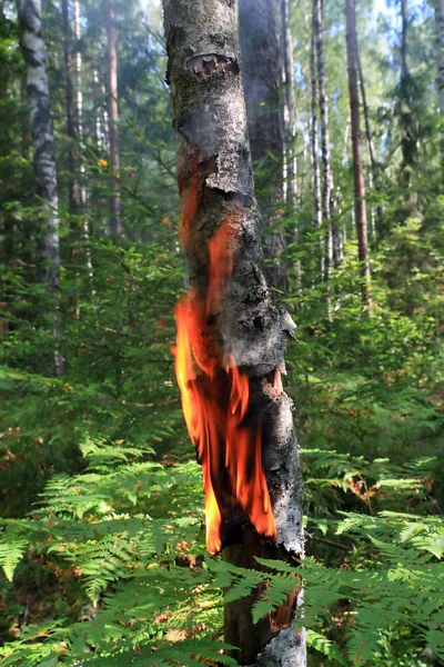 나무에 불 — 스톡 사진