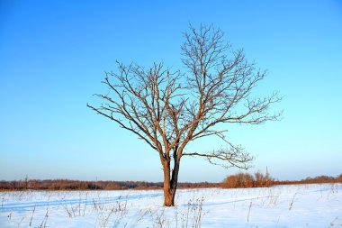 Oak alanı