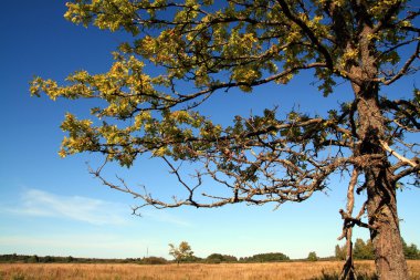 Autumn field clipart