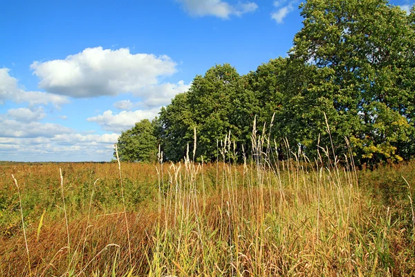 Câmpul de toamnă — Fotografie, imagine de stoc