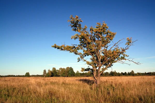 Oak για το πεδίο — Φωτογραφία Αρχείου