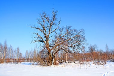 Winter landscape clipart