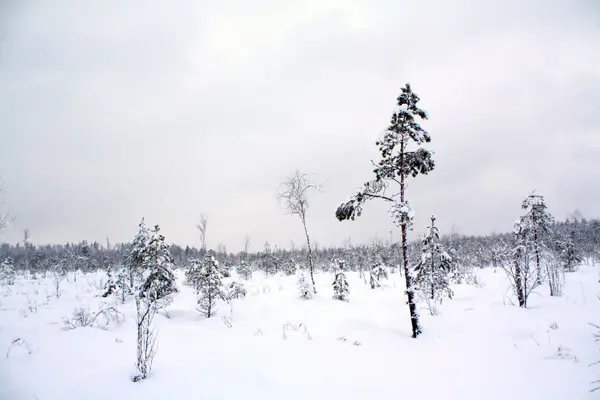 Winterlandschap — Stockfoto