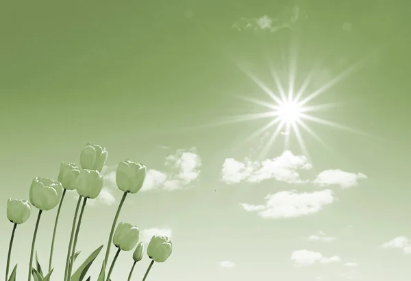 Тюльпан под солнцем — стоковое фото