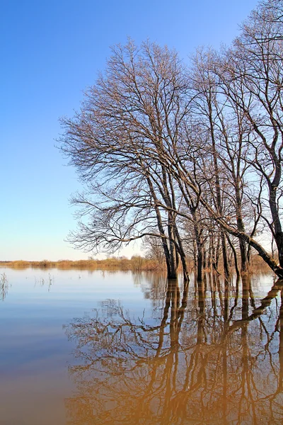 Inundación en madera — Foto de Stock