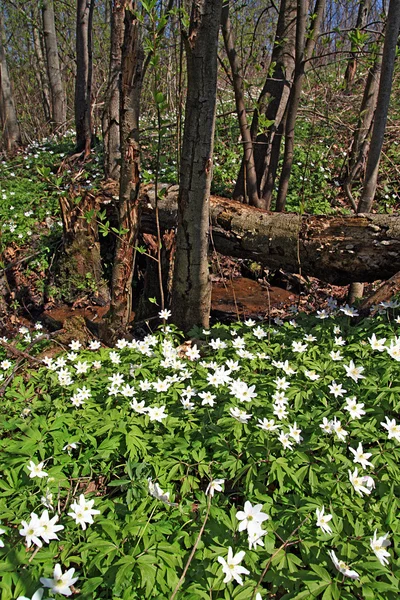 Snowdrops in wood — Stock Photo, Image