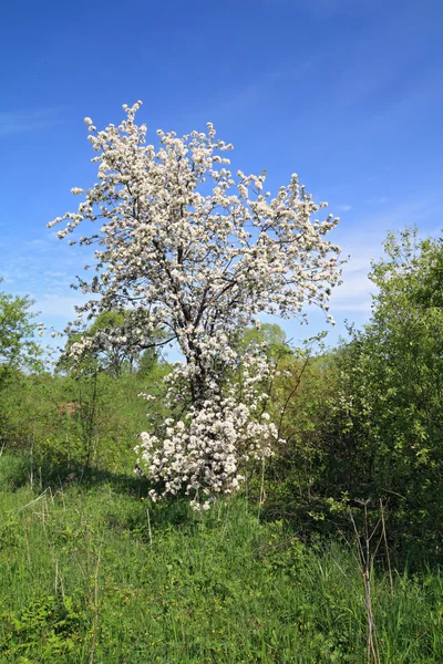 Άγρια aple δέντρο — Φωτογραφία Αρχείου