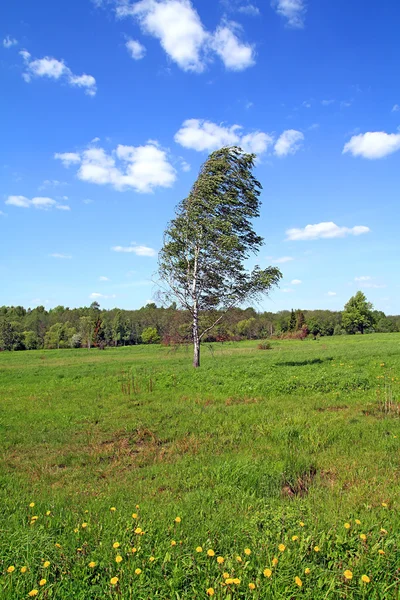 Campo de verão — Fotografia de Stock