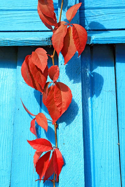 Röda blad på blå vägg — Stockfoto