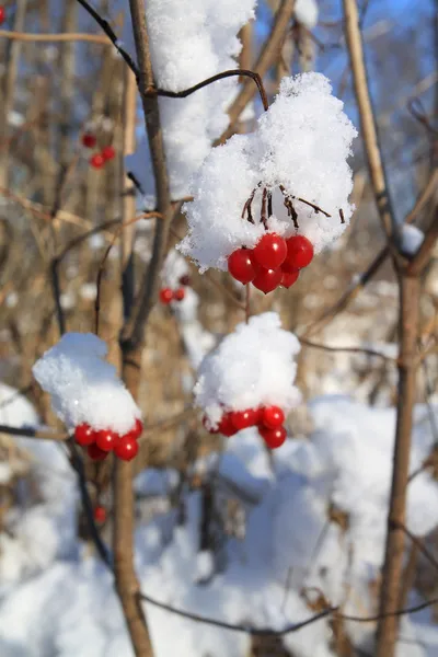 Viburnum i snö — Stockfoto