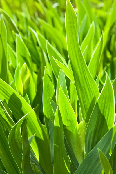 Άνοιξη πράσινο γρασίδι — Φωτογραφία Αρχείου