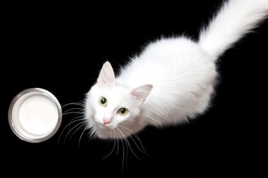 White cat clipart