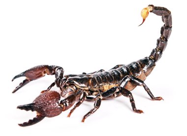 Scorpion clipart