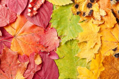 Autumn leaves clipart