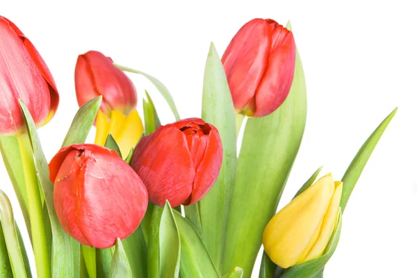 stock image Tulips