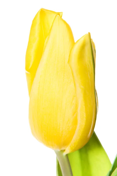 stock image Tulips