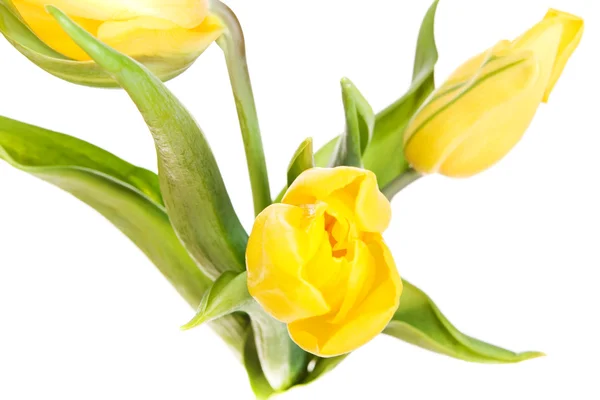 Stock image Tulips