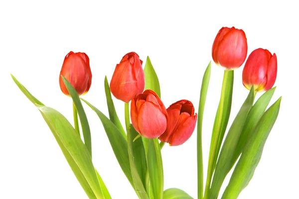 stock image Tulips