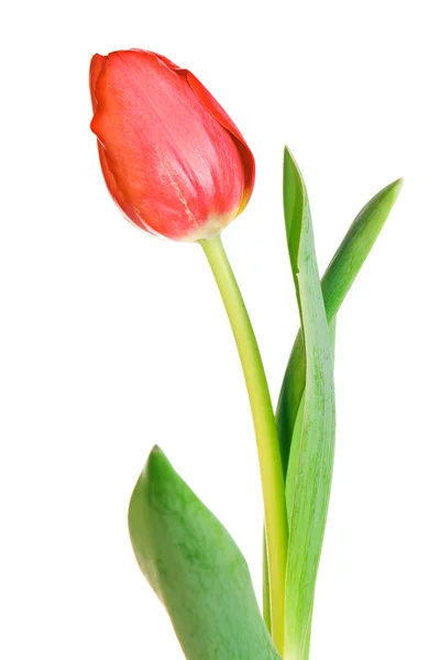 stock image Tulip