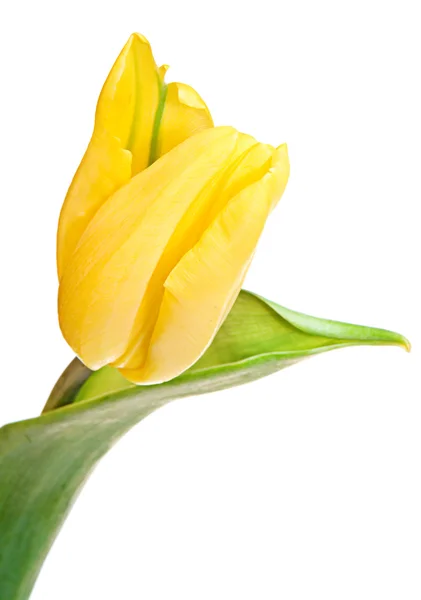 stock image Tulip