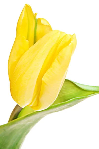 stock image Tulip