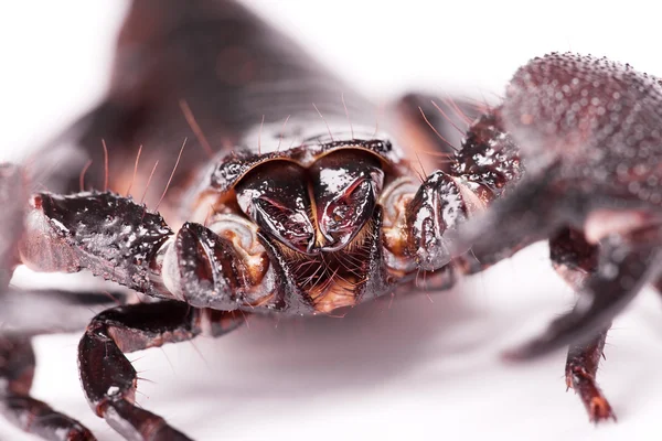 Scorpion — Stock Photo, Image