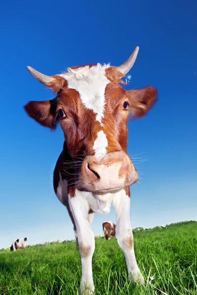 stock image Cow on meadow.