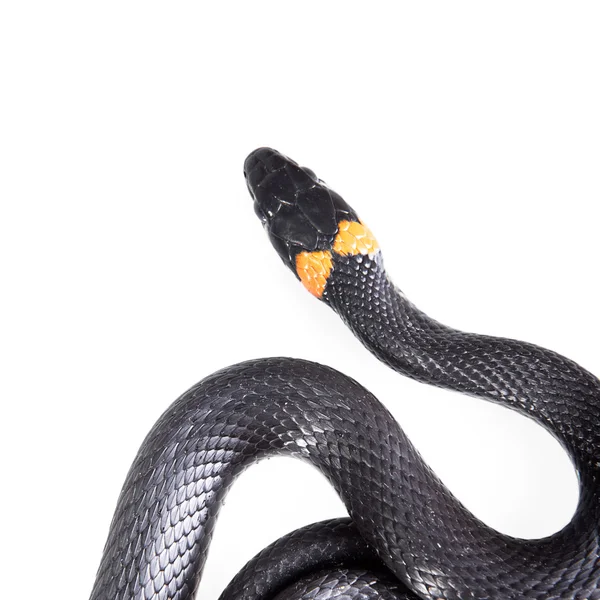 뱀 — 스톡 사진
