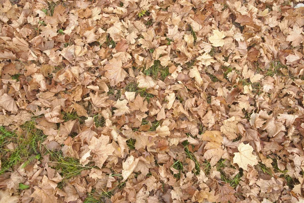 stock image Autumn leaves