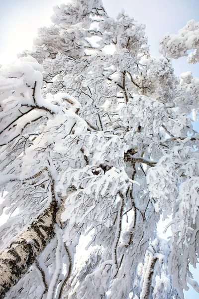 Árboles de invierno —  Fotos de Stock