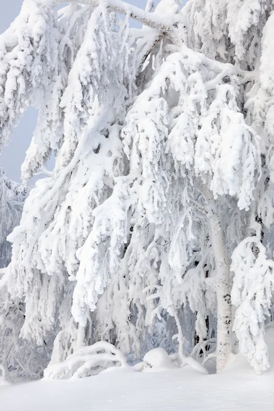 Árboles de invierno — Foto de Stock