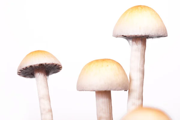 stock image Mushrooms