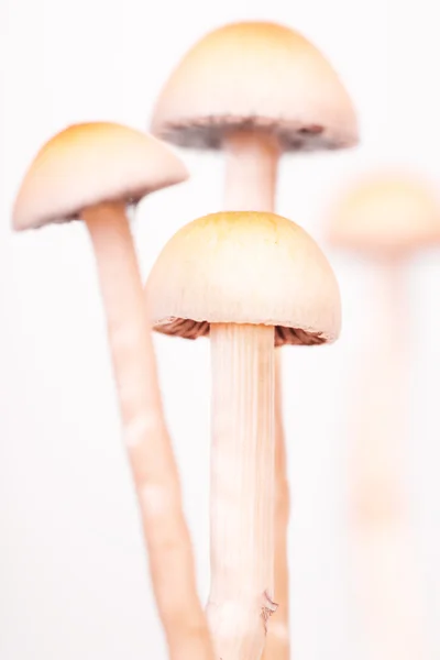 stock image Mushrooms