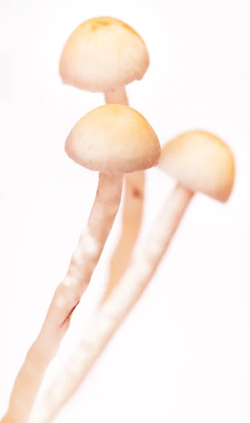 stock image Mushrooms