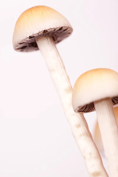 stock image Mushrooms